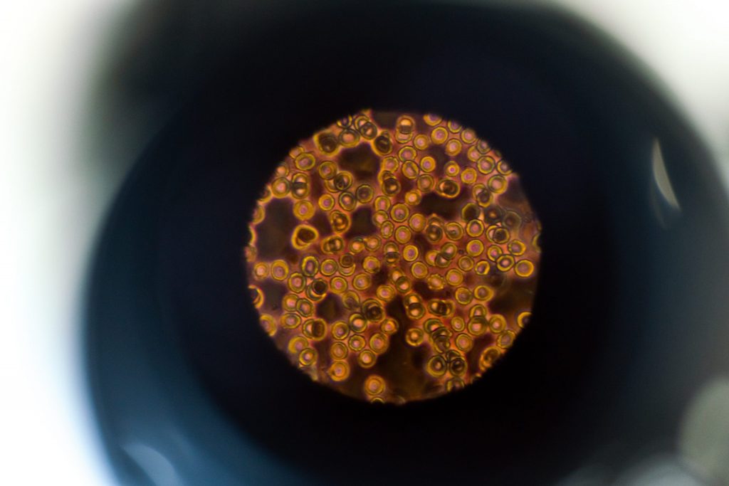 brown and black round beads