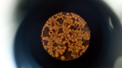 brown and black round beads