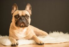 brown and black French bulldog lying on white fur area rug