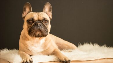 brown and black French bulldog lying on white fur area rug