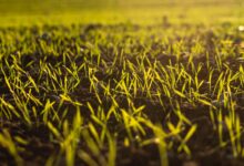 a field of grass with the sun shining on it