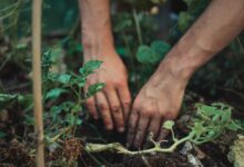 person holding green plant stem