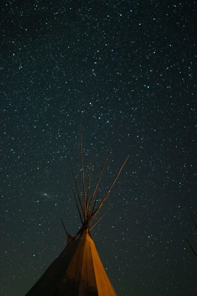 brown and white plant under starry night