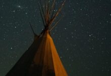 brown and white plant under starry night