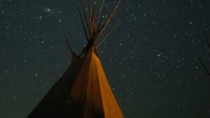 brown and white plant under starry night