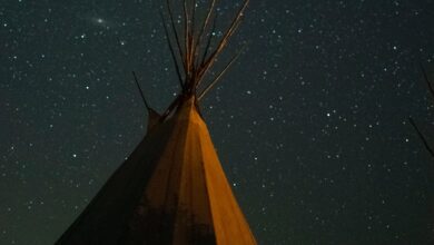 brown and white plant under starry night