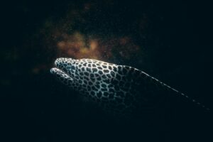 white and black fish underwater photo