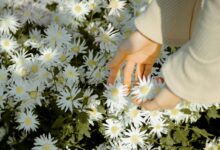 Faceless woman picking Bellis perennis flowers on meadow