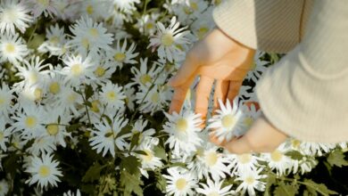 Faceless woman picking Bellis perennis flowers on meadow