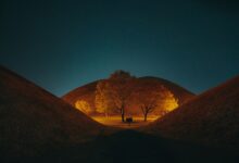 leafless tree on brown field during night time