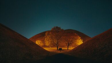 leafless tree on brown field during night time