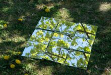 A picture of a tree in the grass