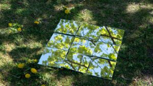 A picture of a tree in the grass