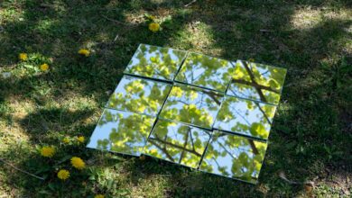 A picture of a tree in the grass